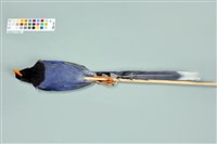 臺灣藍鵲藏品圖，第11張